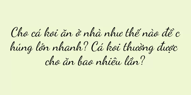 Cho cá koi ăn ở nhà như thế nào để chúng lớn nhanh? Cá koi thường được cho ăn bao nhiêu lần?