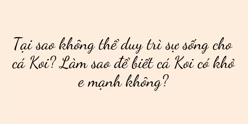 Tại sao không thể duy trì sự sống cho cá Koi? Làm sao để biết cá Koi có khỏe mạnh không?