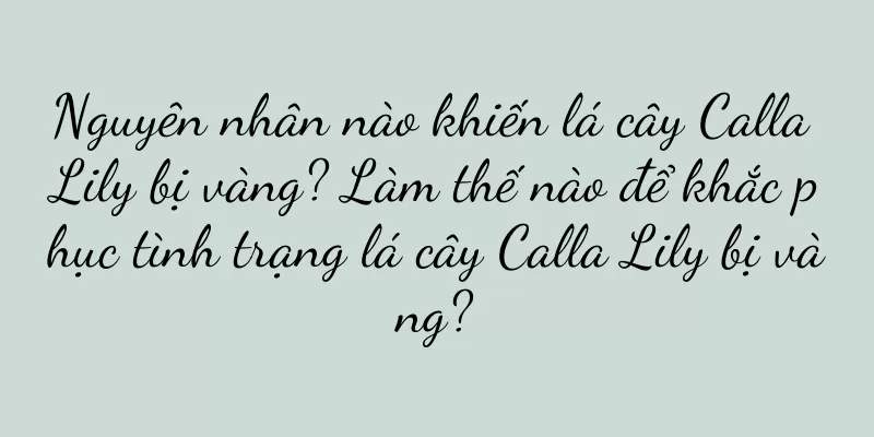 Nguyên nhân nào khiến lá cây Calla Lily bị vàng? Làm thế nào để khắc phục tình trạng lá cây Calla Lily bị vàng?