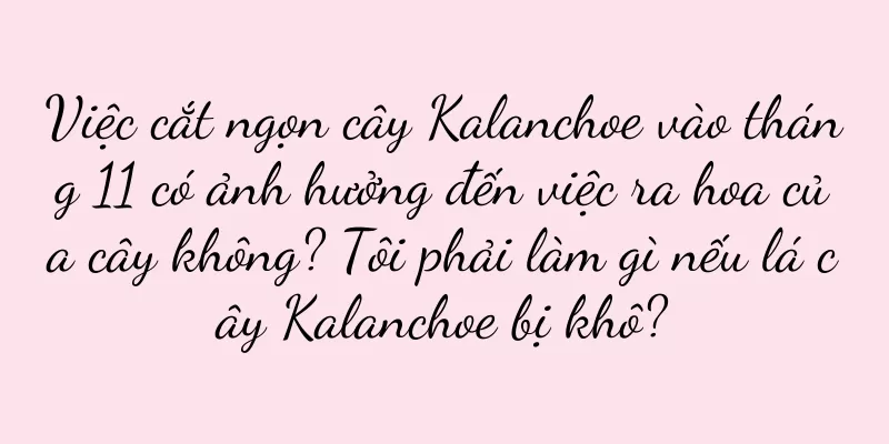 Việc cắt ngọn cây Kalanchoe vào tháng 11 có ảnh hưởng đến việc ra hoa của cây không? Tôi phải làm gì nếu lá cây Kalanchoe bị khô?