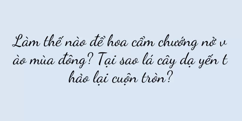 Làm thế nào để hoa cẩm chướng nở vào mùa đông? Tại sao lá cây dạ yến thảo lại cuộn tròn?