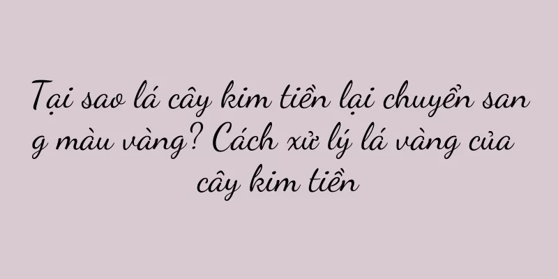 Tại sao lá cây kim tiền lại chuyển sang màu vàng? Cách xử lý lá vàng của cây kim tiền