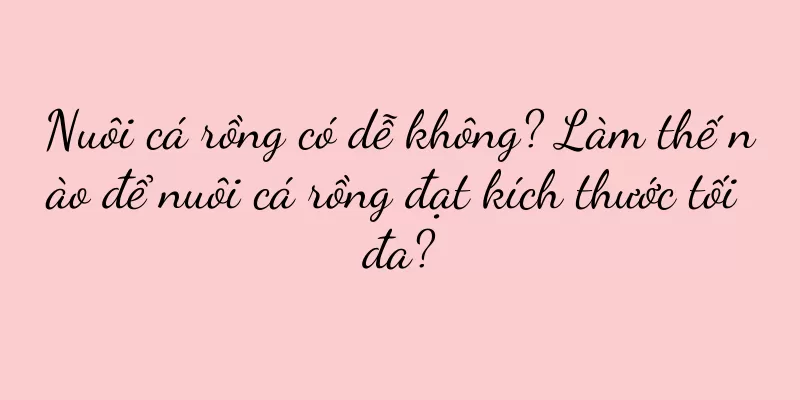 Nuôi cá rồng có dễ không? Làm thế nào để nuôi cá rồng đạt kích thước tối đa?