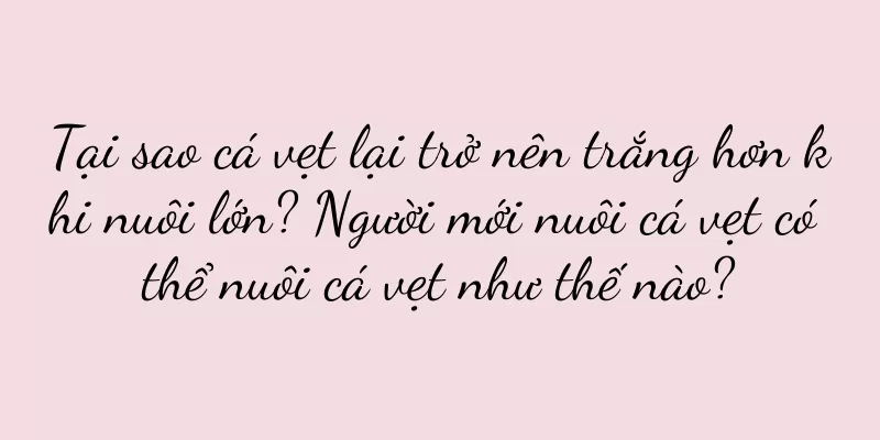 Tại sao cá vẹt lại trở nên trắng hơn khi nuôi lớn? Người mới nuôi cá vẹt có thể nuôi cá vẹt như thế nào?