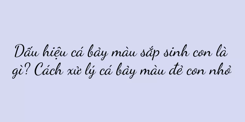 Dấu hiệu cá bảy màu sắp sinh con là gì? Cách xử lý cá bảy màu đẻ con nhỏ