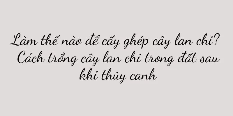 Làm thế nào để cấy ghép cây lan chi? Cách trồng cây lan chi trong đất sau khi thủy canh