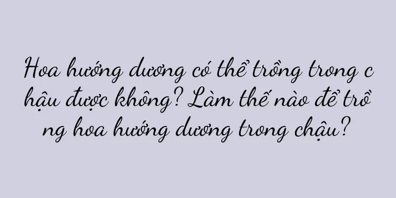 Hoa hướng dương có thể trồng trong chậu được không? Làm thế nào để trồng hoa hướng dương trong chậu?
