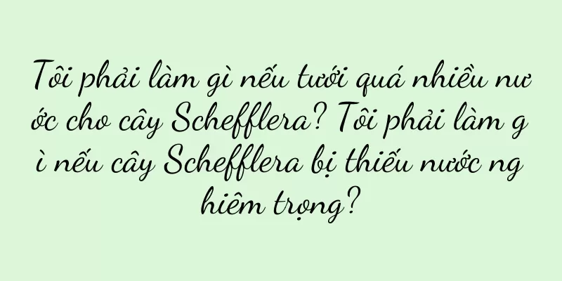 Tôi phải làm gì nếu tưới quá nhiều nước cho cây Schefflera? Tôi phải làm gì nếu cây Schefflera bị thiếu nước nghiêm trọng?