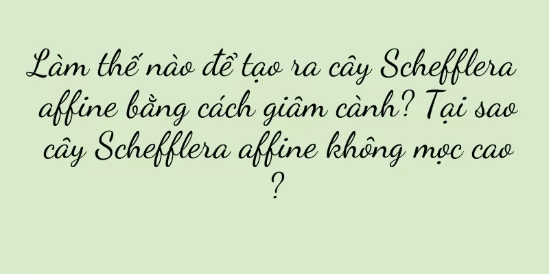 Làm thế nào để tạo ra cây Schefflera affine bằng cách giâm cành? Tại sao cây Schefflera affine không mọc cao?