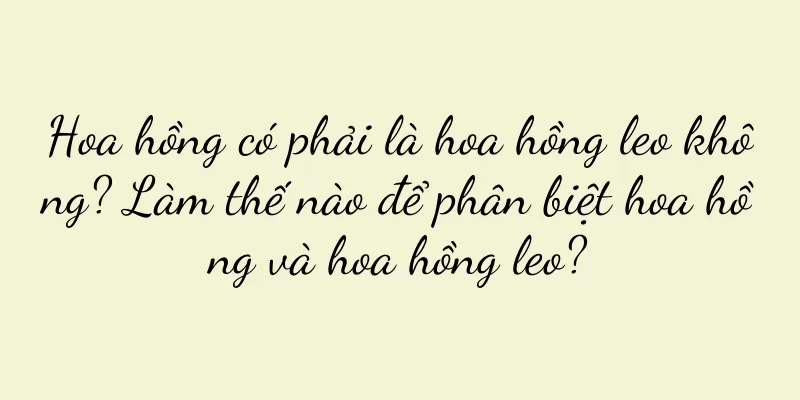 Hoa hồng có phải là hoa hồng leo không? Làm thế nào để phân biệt hoa hồng và hoa hồng leo?