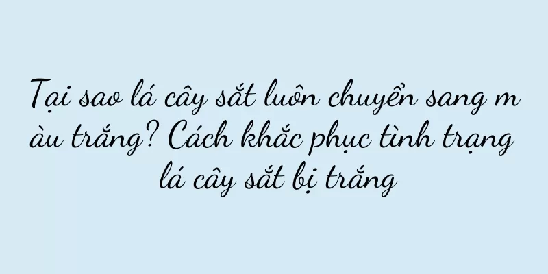 Tại sao lá cây sắt luôn chuyển sang màu trắng? Cách khắc phục tình trạng lá cây sắt bị trắng