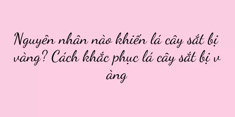 Nguyên nhân nào khiến lá cây sắt bị vàng? Cách khắc phục lá cây sắt bị vàng