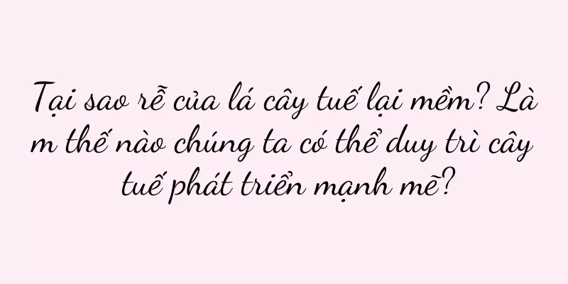 Tại sao rễ của lá cây tuế lại mềm? Làm thế nào chúng ta có thể duy trì cây tuế phát triển mạnh mẽ?