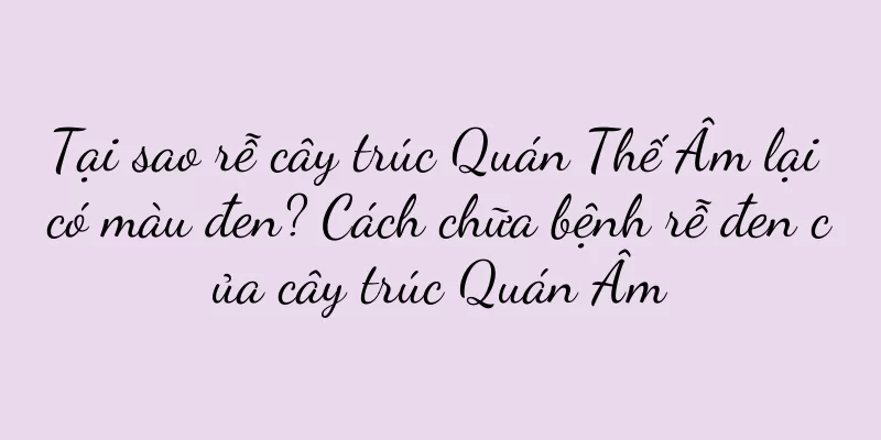 Tại sao rễ cây trúc Quán Thế Âm lại có màu đen? Cách chữa bệnh rễ đen của cây trúc Quán Âm