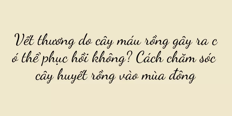 Vết thương do cây máu rồng gây ra có thể phục hồi không? Cách chăm sóc cây huyết rồng vào mùa đông