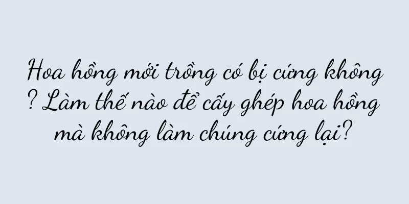 Hoa hồng mới trồng có bị cứng không? Làm thế nào để cấy ghép hoa hồng mà không làm chúng cứng lại?