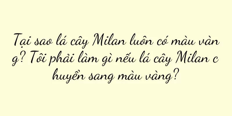 Tại sao lá cây Milan luôn có màu vàng? Tôi phải làm gì nếu lá cây Milan chuyển sang màu vàng?