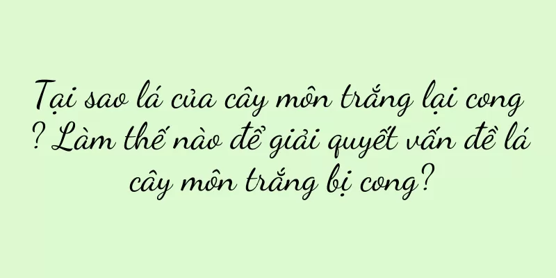 Tại sao lá của cây môn trắng lại cong? Làm thế nào để giải quyết vấn đề lá cây môn trắng bị cong?