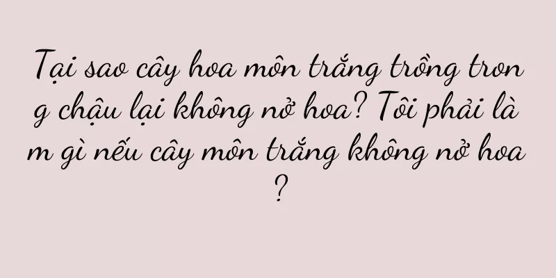 Tại sao cây hoa môn trắng trồng trong chậu lại không nở hoa? Tôi phải làm gì nếu cây môn trắng không nở hoa?