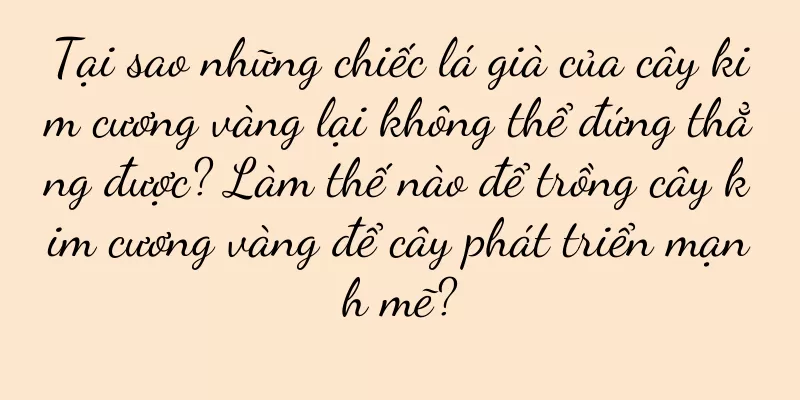 Tại sao những chiếc lá già của cây kim cương vàng lại không thể đứng thẳng được? Làm thế nào để trồng cây kim cương vàng để cây phát triển mạnh mẽ?
