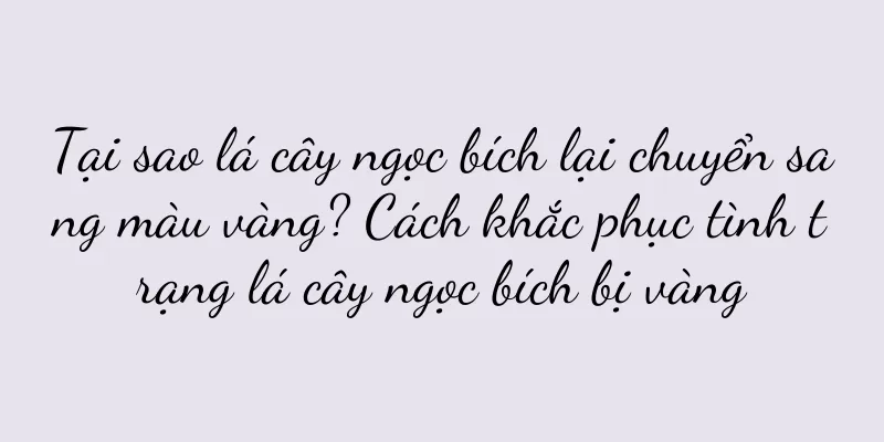 Tại sao lá cây ngọc bích lại chuyển sang màu vàng? Cách khắc phục tình trạng lá cây ngọc bích bị vàng