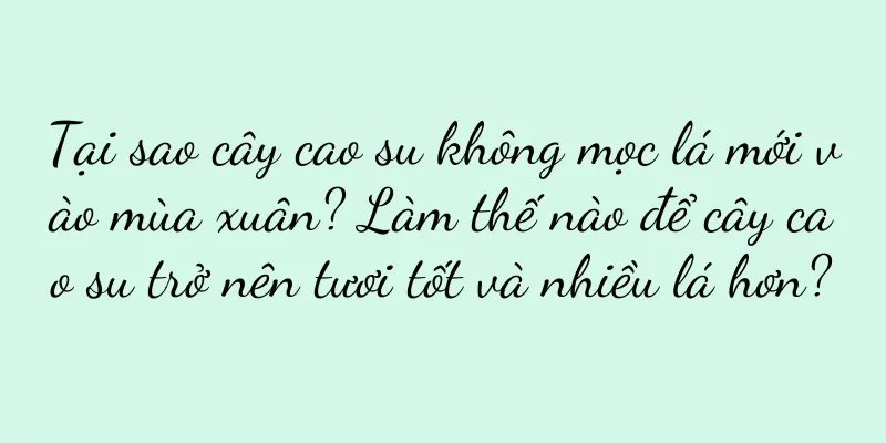 Tại sao cây cao su không mọc lá mới vào mùa xuân? Làm thế nào để cây cao su trở nên tươi tốt và nhiều lá hơn?