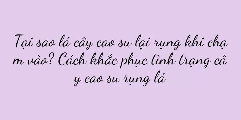 Tại sao lá cây cao su lại rụng khi chạm vào? Cách khắc phục tình trạng cây cao su rụng lá