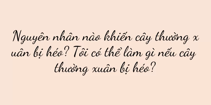Nguyên nhân nào khiến cây thường xuân bị héo? Tôi có thể làm gì nếu cây thường xuân bị héo?