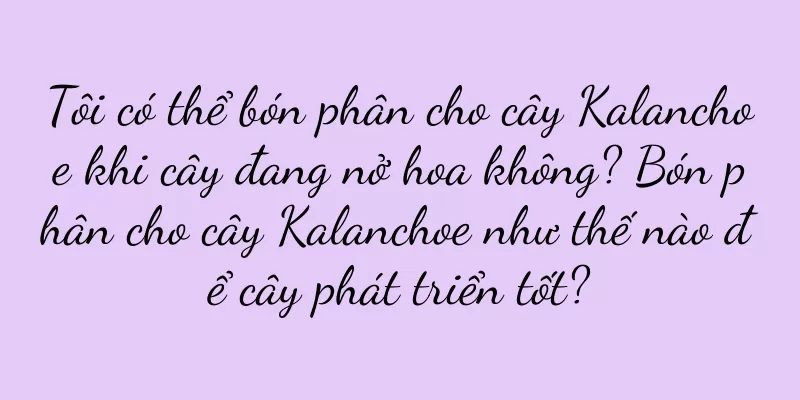 Tôi có thể bón phân cho cây Kalanchoe khi cây đang nở hoa không? Bón phân cho cây Kalanchoe như thế nào để cây phát triển tốt?