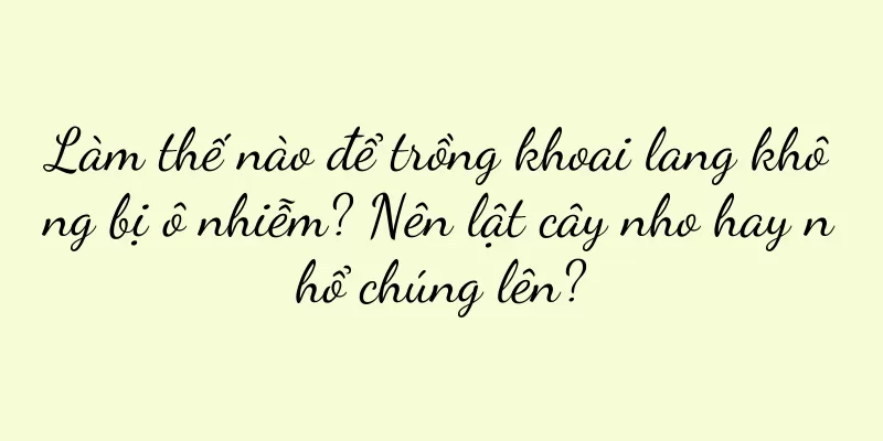Làm thế nào để trồng khoai lang không bị ô nhiễm? Nên lật cây nho hay nhổ chúng lên?