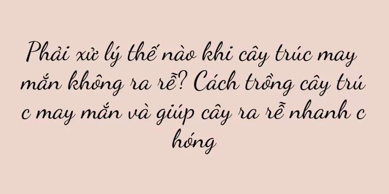 Phải xử lý thế nào khi cây trúc may mắn không ra rễ? Cách trồng cây trúc may mắn và giúp cây ra rễ nhanh chóng