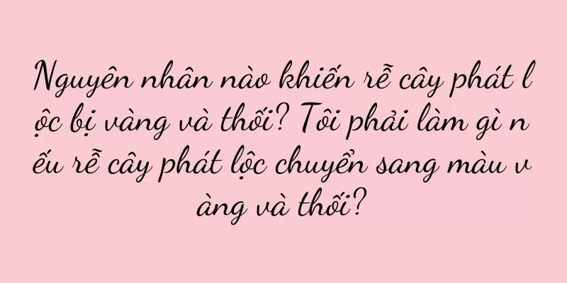 Nguyên nhân nào khiến rễ cây phát lộc bị vàng và thối? Tôi phải làm gì nếu rễ cây phát lộc chuyển sang màu vàng và thối?