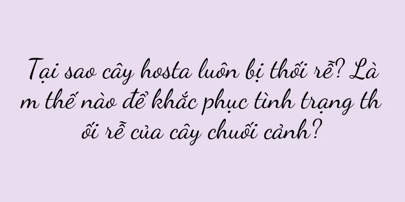 Tại sao cây hosta luôn bị thối rễ? Làm thế nào để khắc phục tình trạng thối rễ của cây chuối cảnh?