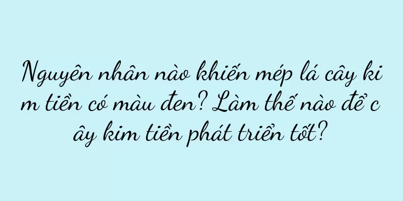 Nguyên nhân nào khiến mép lá cây kim tiền có màu đen? Làm thế nào để cây kim tiền phát triển tốt?