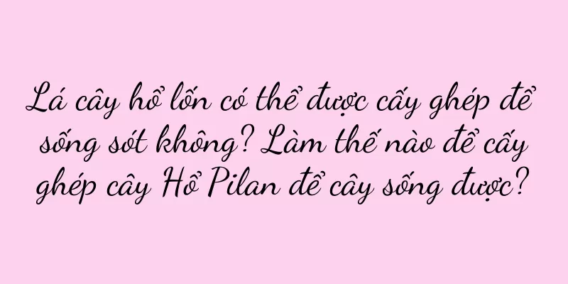 Lá cây hổ lốn có thể được cấy ghép để sống sót không? Làm thế nào để cấy ghép cây Hổ Pilan để cây sống được?