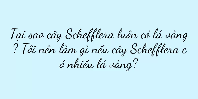 Tại sao cây Schefflera luôn có lá vàng? Tôi nên làm gì nếu cây Schefflera có nhiều lá vàng?