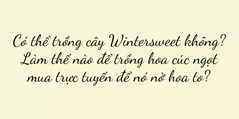 Có thể trồng cây Wintersweet không? Làm thế nào để trồng hoa cúc ngọt mua trực tuyến để nó nở hoa to?