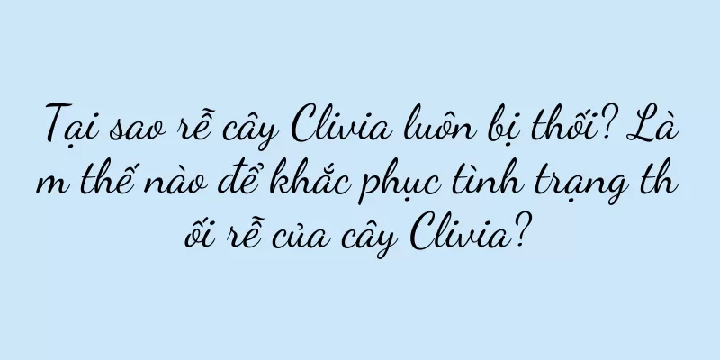 Tại sao rễ cây Clivia luôn bị thối? Làm thế nào để khắc phục tình trạng thối rễ của cây Clivia?