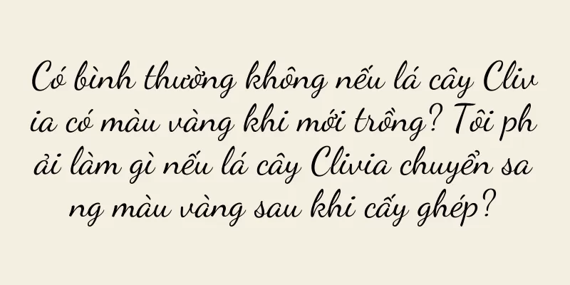 Có bình thường không nếu lá cây Clivia có màu vàng khi mới trồng? Tôi phải làm gì nếu lá cây Clivia chuyển sang màu vàng sau khi cấy ghép?