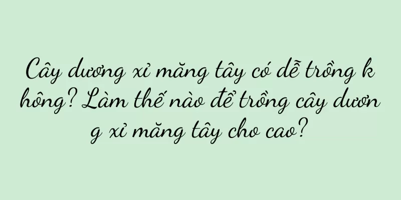 Cây dương xỉ măng tây có dễ trồng không? Làm thế nào để trồng cây dương xỉ măng tây cho cao?