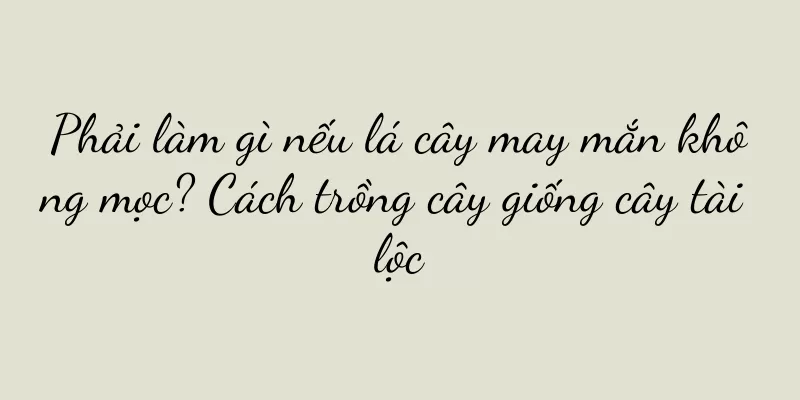 Phải làm gì nếu lá cây may mắn không mọc? Cách trồng cây giống cây tài lộc