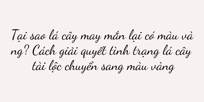 Tại sao lá cây may mắn lại có màu vàng? Cách giải quyết tình trạng lá cây tài lộc chuyển sang màu vàng