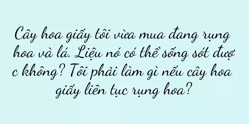 Cây hoa giấy tôi vừa mua đang rụng hoa và lá. Liệu nó có thể sống sót được không? Tôi phải làm gì nếu cây hoa giấy liên tục rụng hoa?
