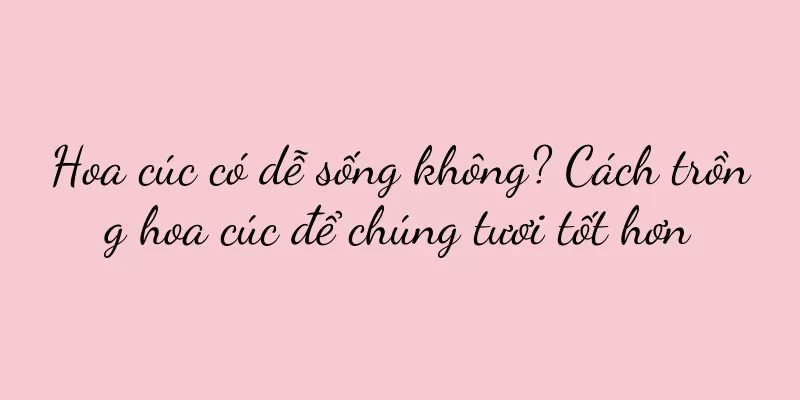 Hoa cúc có dễ sống không? Cách trồng hoa cúc để chúng tươi tốt hơn