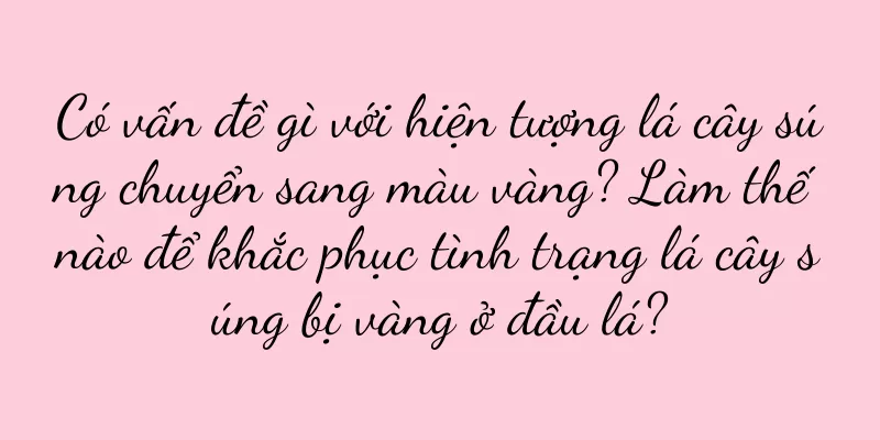 Có vấn đề gì với hiện tượng lá cây súng chuyển sang màu vàng? Làm thế nào để khắc phục tình trạng lá cây súng bị vàng ở đầu lá?