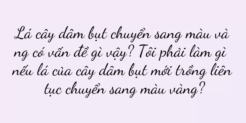 Lá cây dâm bụt chuyển sang màu vàng có vấn đề gì vậy? Tôi phải làm gì nếu lá của cây dâm bụt mới trồng liên tục chuyển sang màu vàng?