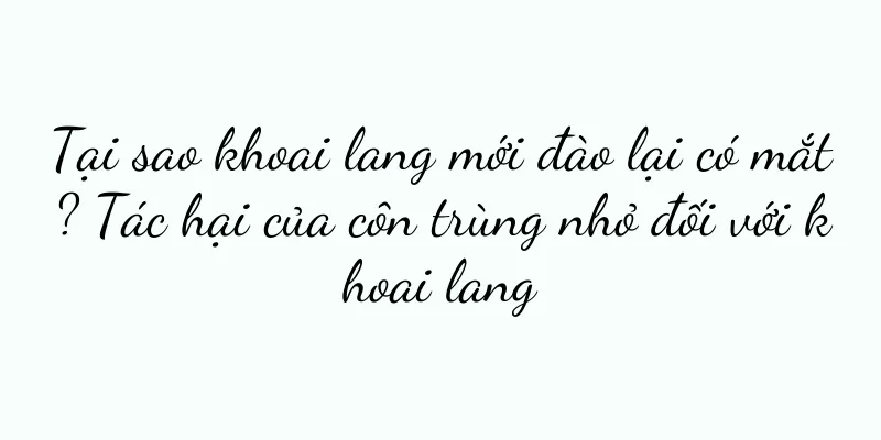 Tại sao khoai lang mới đào lại có mắt? Tác hại của côn trùng nhỏ đối với khoai lang