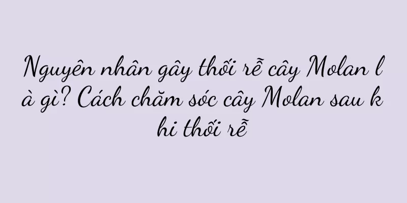 Nguyên nhân gây thối rễ cây Molan là gì? Cách chăm sóc cây Molan sau khi thối rễ