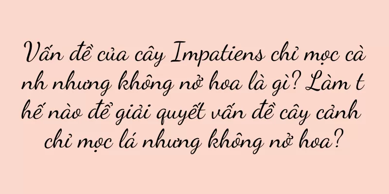 Vấn đề của cây Impatiens chỉ mọc cành nhưng không nở hoa là gì? Làm thế nào để giải quyết vấn đề cây cảnh chỉ mọc lá nhưng không nở hoa?