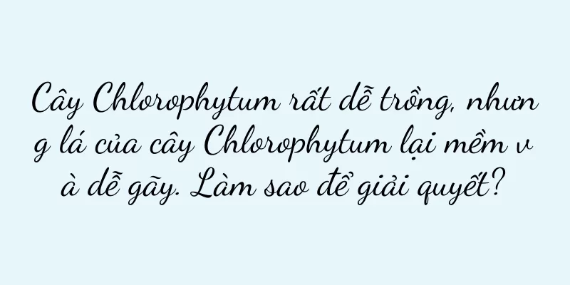 Cây Chlorophytum rất dễ trồng, nhưng lá của cây Chlorophytum lại mềm và dễ gãy. Làm sao để giải quyết?